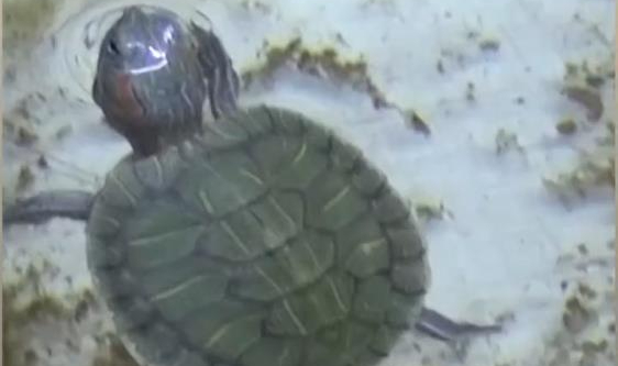 Bursa'da kaplumbağa operasyonu