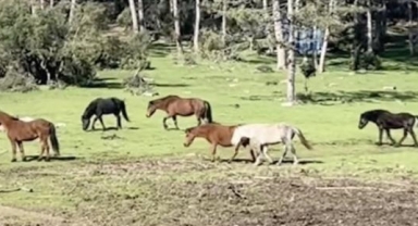 Bursa’da yılkı atlarının özgürlük gezisi