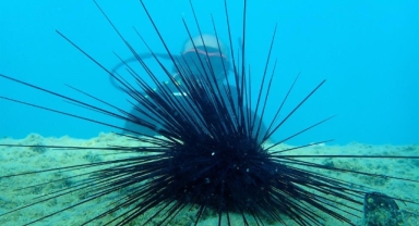 Deniz kestanesi avcılığına geçici düzenleme