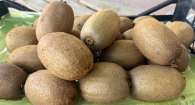 İznik'te yetiştirilen dev kiviler ağırlıklarıyla rekor kırdı