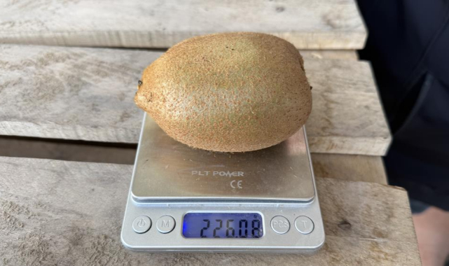 İznik'te yetiştirilen dev kiviler ağırlıklarıyla rekor kırdı