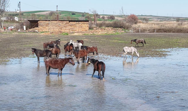 Karacabey'de milyonluk yarış atları su altında kaldı