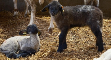 Koyunlara suni tohumlama geliyor
