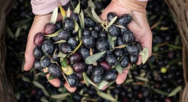 Marmarabirlik'ten 2025'te güçlü ve stratejik büyüme