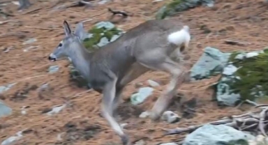 Sevimli karaca Uludağ'da fotokapan'a yakalandı