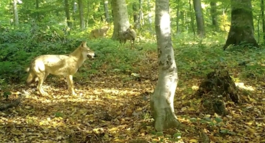 Uludağ'da kurt sürüsü fotokapana yakalandı