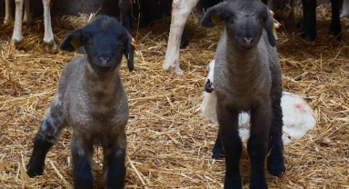 Yılların Merinos Koyunu'na yeni etçil rakip geldi