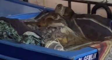  Aç kalan su samuru ailesi Gemlik’te tekneye sığındı