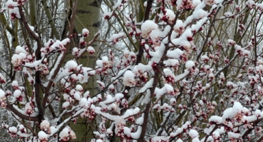 Afyonkarahisar ve Kütahya'da badem ve kayısı çiçekleri karla kaplandı