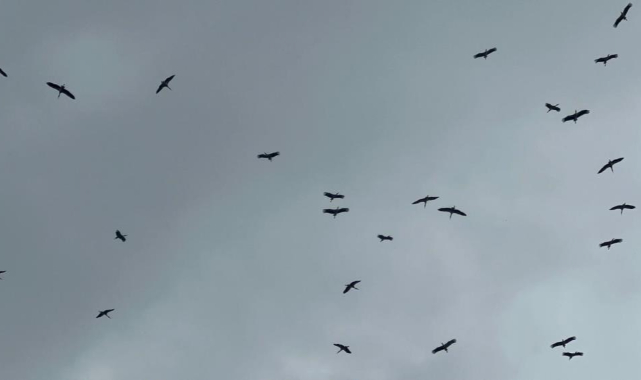 'Bolluk' müjdecisi leylek sürüsü Bursa'da görüldü