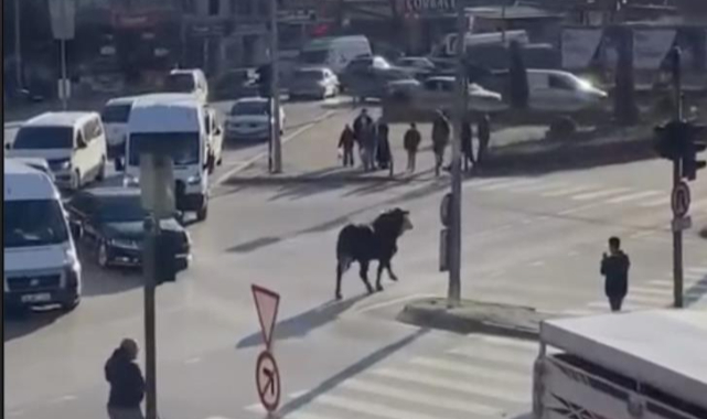 Bursa'da çiftlikten kaçan boğa trafiği karıştırdı