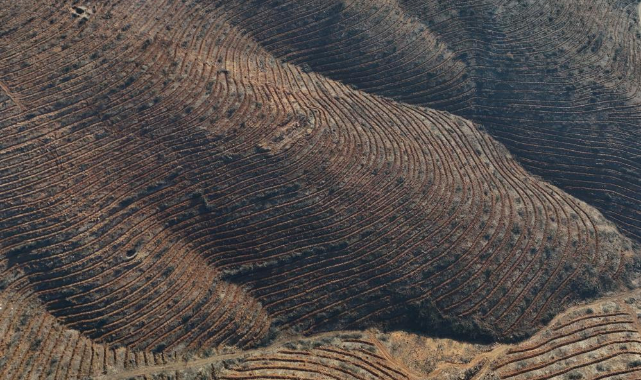 Bursa'da yanan ormanlar 8 ayda yeniden can buldu