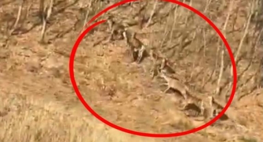 Geyik sürüsü kameraya böyle takıldı