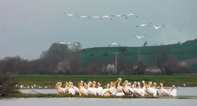 Göç eden pelikanlar İnegöl'de mola verdi
