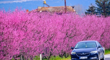 İznik Ovası'nda şeftali bahçeleri'nde bahar şöleni