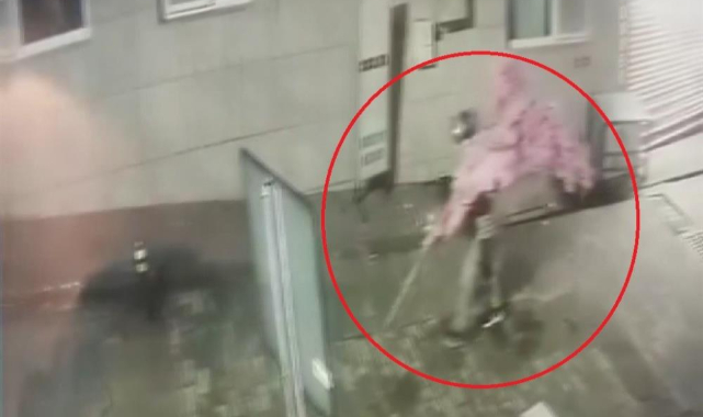 Kafe'nin önünden süs ağacını sırtladı gitti