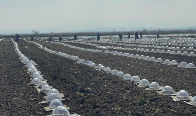 Karacabey Ovası'nda turfanda karpuz ekimi başladı