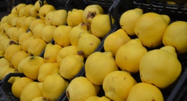 Kilosu 300 liraya dayandı Ayva'yı yiyemedik