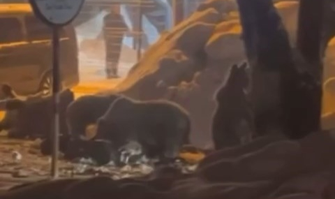 Kış uykusundan uyanan ayı ailesi Sarıalan'a indi