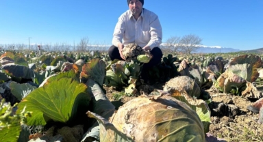 Pazarda 70 lira ama yüzbinlercesi tarlada çürüdü