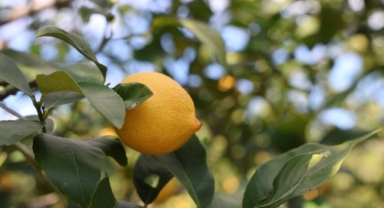 TÜİK'e göre limonda üretici fiyatları yıllık yüzde 410 yükseldi