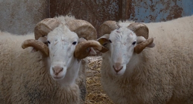 Türkiye'nin en değerli koçları rekor fiyatlara satılıyor