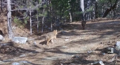 Uludağ’da Altın Çakallar fotokapana yakalandı