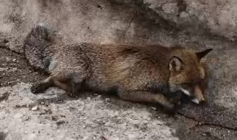 Uludağ yolu'nda çarpıp yaraladığı tilki'yi bırakıp gitti