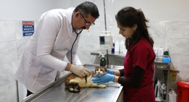 Yaralı kediye Büyükşehir şefkati