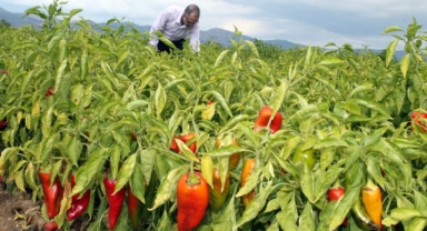 Yenişehir'de Çiftçi umudunu kaybetmedi