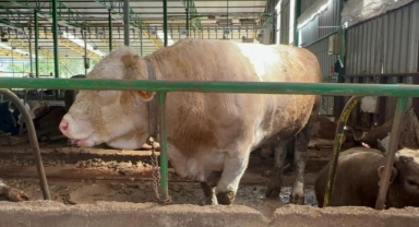 1 Tonluk boğayı 400 bin liraya sattı