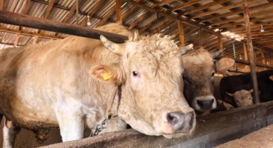 1 tonluk 'Paşa' nın fiyatı dudak uçuklattı