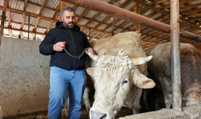 1 tonluk 'Paşa' nın fiyatı dudak uçuklattı