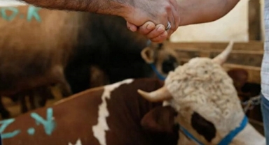 2026 kurban kesim bedeli belli oldu