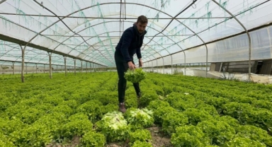 35 liraya tarladan satılan marul yüzleri güldürdü