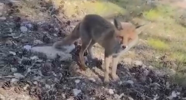 Aç kalan tilkiler insanların yanına geldi