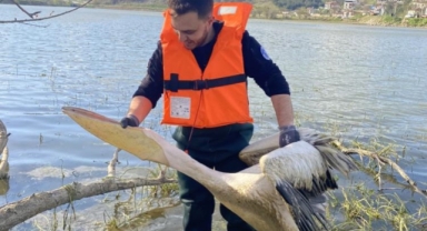 Barajda mahsur kalan pelikan böyle kurtarıldı