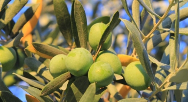 Bir kilogram zeytin için 6798 litre suya ihtiyaç duyuluyor