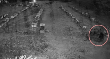 Bursa'da arı kovanlarına ayı saldırısı