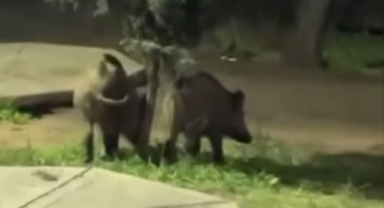 Bursa'da domuzlar piknik alanlarına indi