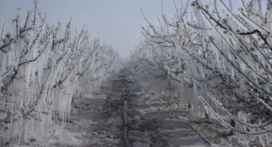 Bursa Valiliği'nden zirai don uyarısı!
