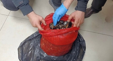 Bursa ve Balıkesir’de tonlarca midye ele geçirildi