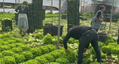 Geçen sene ağlatan 'kıvırcık' bu yıl güldürdü