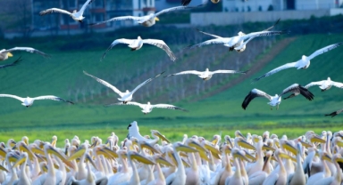Göç yolundaki pelikan sürüsünün Bursa molası
