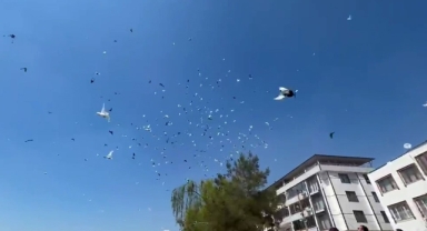 Güvercinin başkentinde gökyüzünde muhteşem şov