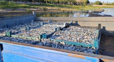 İznik Gölü’nde gümüş balığında yüzler gülüyor