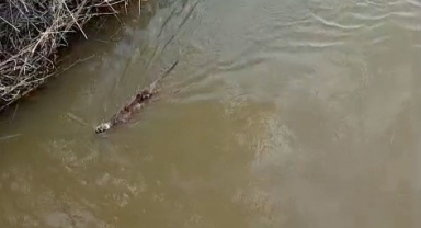 Karacabey'de derede su samuru görüntülendi