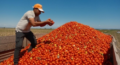 Karacabey'de salçalık domates ekiminde