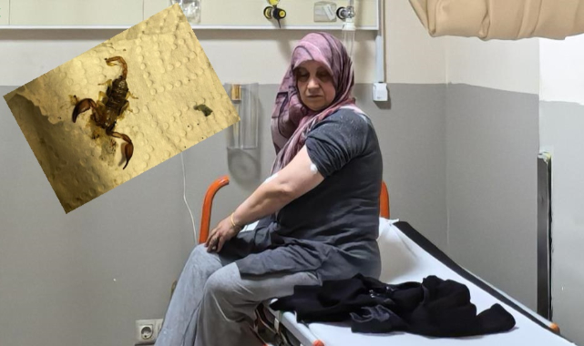 Odun taşıyan kadını akrep soktu!