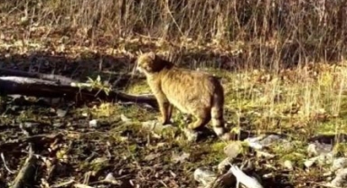 Ormanın gizemli sakini yaban kedisi görüntülendi